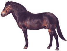 horse20.gif (6606 bytes)